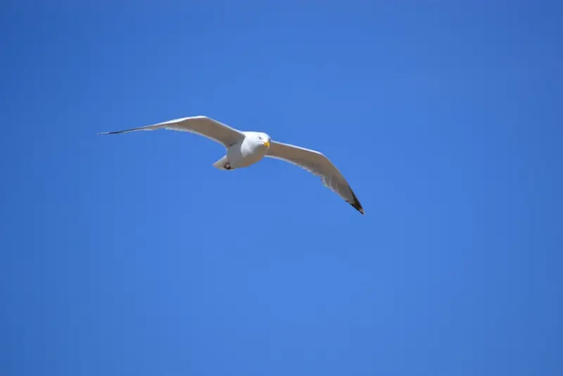DSC_0032