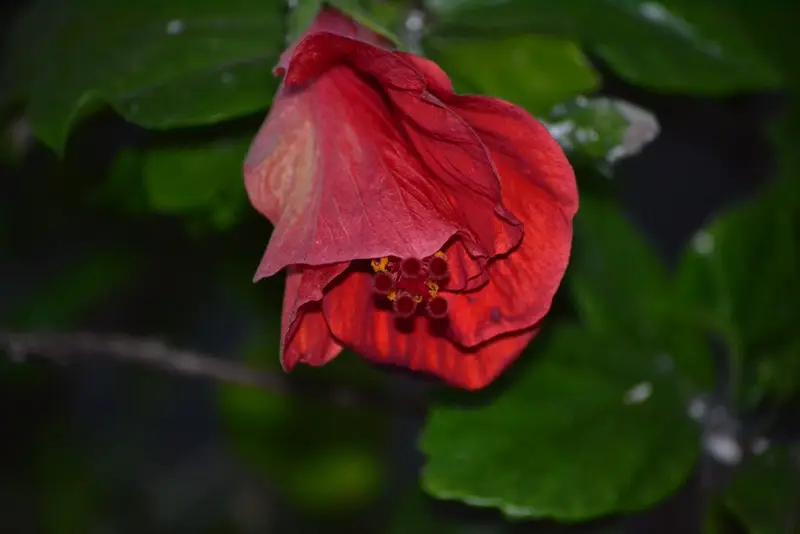 DSC_2348
