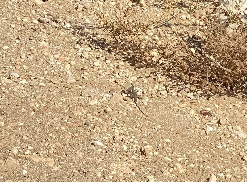 We saw a little lizard scurrying away from us…