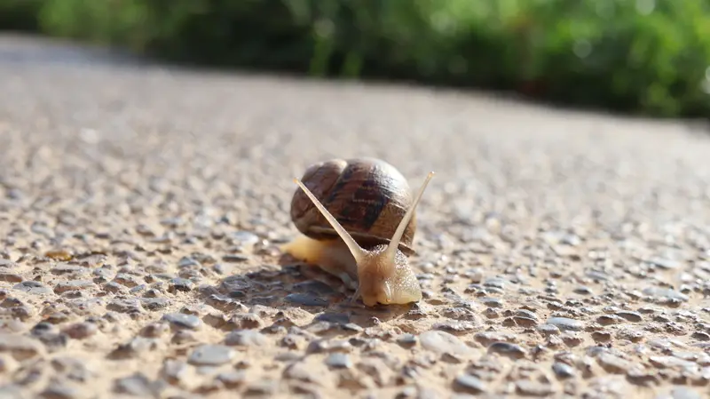 Saw a snail, he / she / they / it was very photogenic